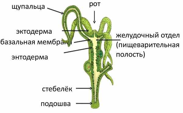 Как подключиться к даркнету